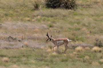 Fototapeta premium Pronghorn antelope Buck on the Priaire