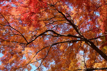 色鮮やかな紅葉