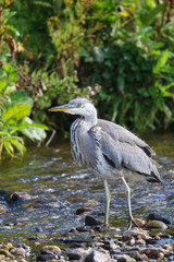 Grey Heron fishing in a stream called the Silverburn in the Isle of Man