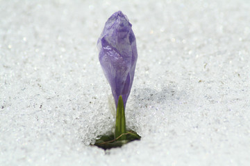 flower through snow