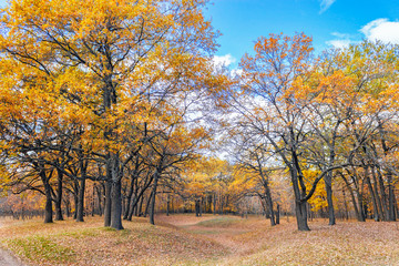 autumn oak forest