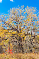 Fototapeta na wymiar oak in the autumn forest