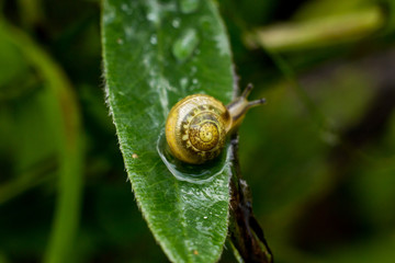 a tiny snail on a leaf on a summer morning