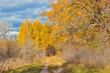 road in a autumn forest