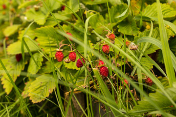 large ripe strawberries on a bush