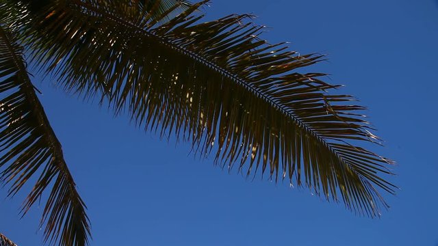 Palm Tree with blue sky and white clouds