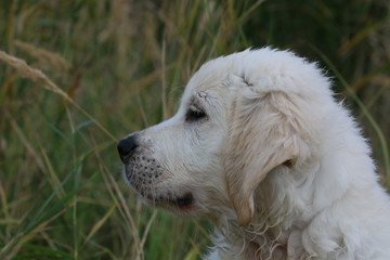 Kopf Welpe Golden Retriever