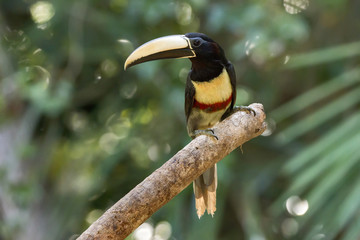 Araçari-de-bico-branco (Pteroglossus aracari) | Black-necked Aracari photographed in Linhares, Espírito Santo - Southeast of Brazil. Atlantic Forest Biome.