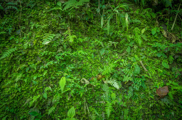 Close up of a beautiful view of the nature inside the forest, with some ferns, in Mindo