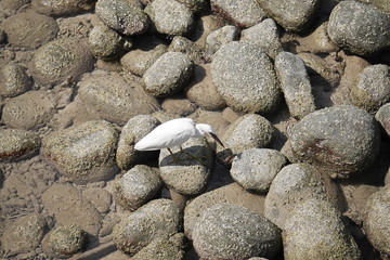 A White bird is walking on rocks having lichen