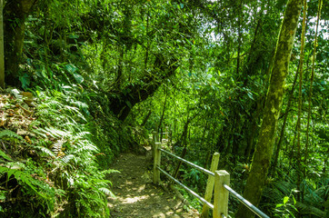 Beautiful path inside of the rain forest with moisture plant, located in Mindo