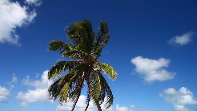 This is a video of a plam tree in the Florida keys.  The plam is blowing in the wind with a Pretty blue sky and white clouds.

