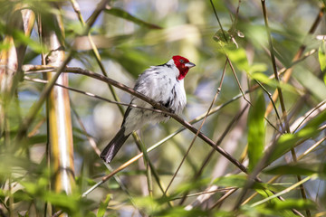 Cardeal-do-nordeste (Paroaria dominicana) | Red-cowled Cardinal photographed in Linhares, Espírito Santo - Southeast of Brazil. Atlantic Forest Biome.