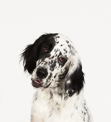 portrait setter dog looking