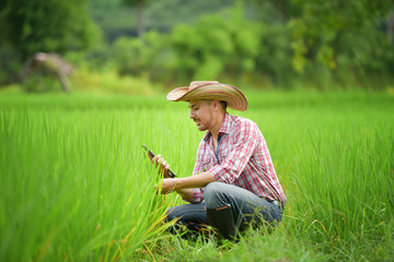 Farmers use digital tablet to monitor rice field quality.