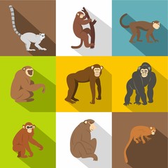 Monkey types icon set, flat style