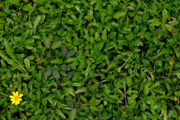 The green grass field the yellow flowers, Thailand