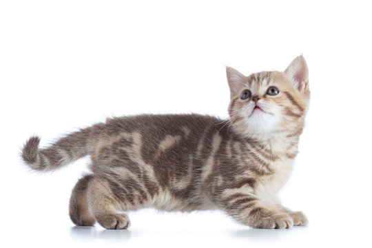 Side view of funny little Scottish straight cat kitten. Isolated on white background.