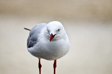 Seagull