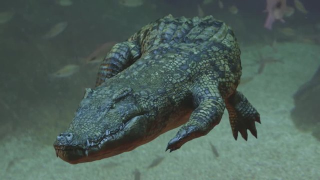 crocodile attack 3D render