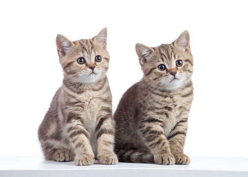 Two kittens cats sitting isolated on white