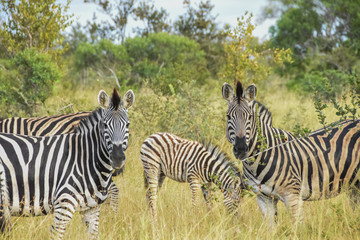 Fototapeta na wymiar Zebra - Kruger National Park 
