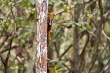 Quati-de-cauda-anelada (Nasua nasua) | South American coati, or ring-tailed coati photographed in Linhares, Espírito Santo - Southeast of Brazil. Atlantic Forest Biome.