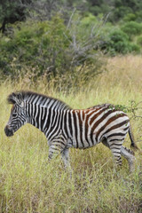 Fototapeta na wymiar Zebra Foal