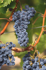 Fototapeta premium Winogrona Cabernet Franc na winorośli, gotowe do zbioru, selektywna ostrość