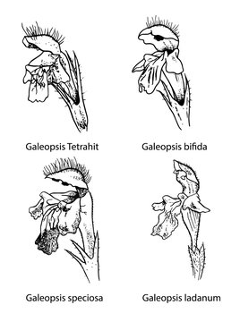 Galeopsis flowers botanical illustration