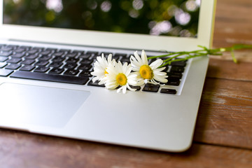 Workspace in garden, outdoor concept: laptop, and flowers close up on wooden table
