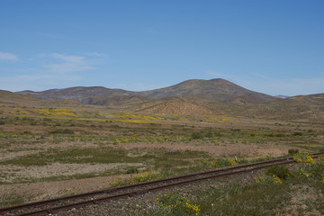 Naklejka premium Landscape of the Atacama Desert along the Pan American Highway in Chile. Spring flowers resulting from unusual rain cover the surrounding area.