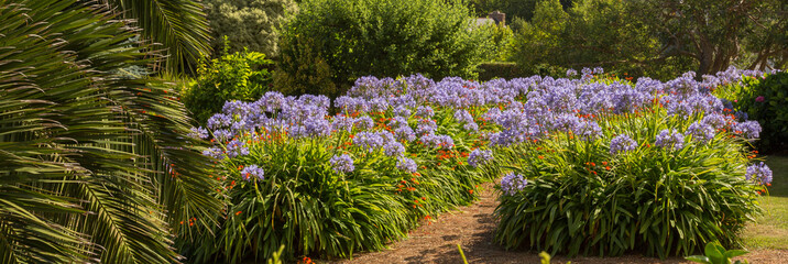 Fleurs agapanthe et palmier