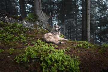Dog sits in a mystical forest. Vintage look. Dog walking outdoors in a forest