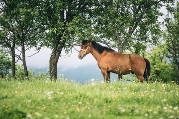Naklejka premium Horse stands under the tree with mountains at the background. Summer landscape with a horse at mountains.