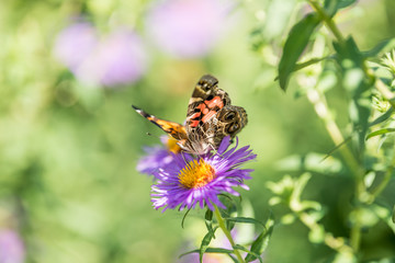 Painted Lady Butterfly, Vanessa cardui feeds on Purple Aster wildflower in summertime
