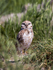 Burrowing Owl