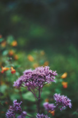 Obraz premium Flower