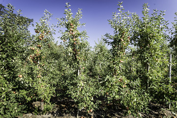 Red apples on the branches