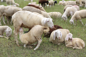 Fototapeta premium mother sheep feeding her lamb in the flock of white sheep