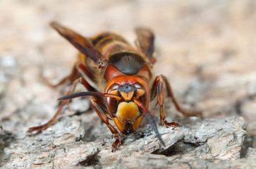 Giant hornet
