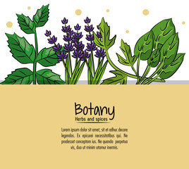 Botany herbs and spices over white background vector illustration graphic design