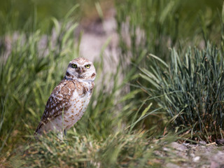 Burrowing Owl