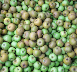 green apples on sale by the fruit grower