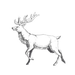 Naklejka premium Vector hand drawn illustration with forest deer isolated on white. Wild animal in sketch style