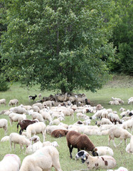 Fototapeta premium sheep with lambs and goatskins in the meadow