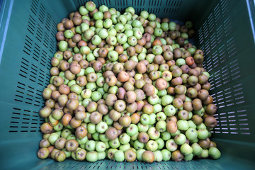 apples in the box for sale in the wholesale market