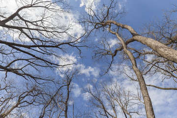 Trees in spring in the woods, view up