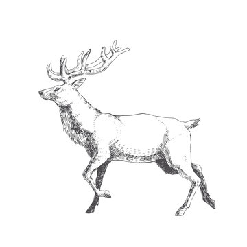 Vector hand drawn illustration with forest deer isolated on white. Wild animal in sketch style