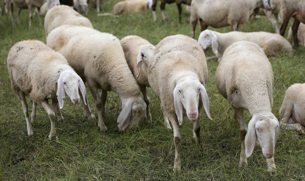sheep with lambs and goatskins in the meadow